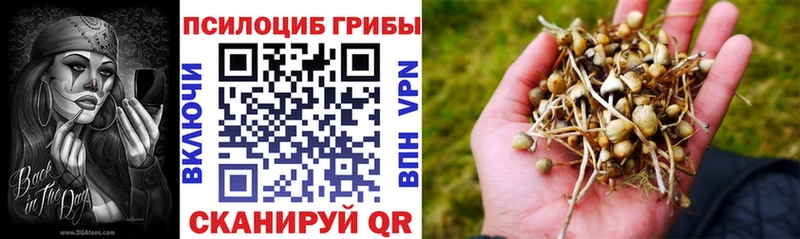 МЕГА ТОР  Богородск  Галлюциногенные грибы Cubensis 